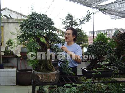 30年修出300余盆景 六旬老人作品参展全国(图)