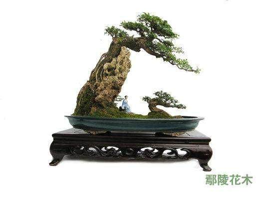 一对古稀老人 捐百万元盆景建园林供人欣赏