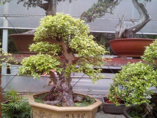 八岁迷上盆景,免费送人逾百个