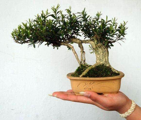 马陟老人的盆景情愫