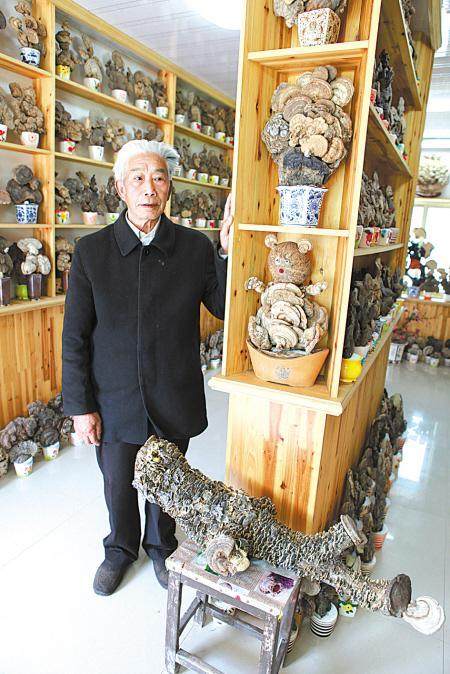 20多年创作500多盆芝艺盆景 老人想建展览馆