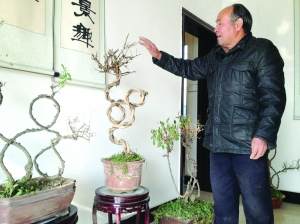 古稀老人独创盆景书法