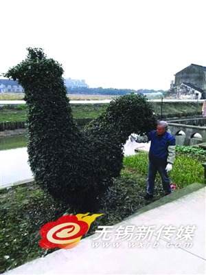 江苏：祝塘老人家中养着&ldquo;公鸡&rdquo;造型盆景