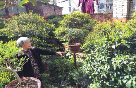 七旬老人照顾脑瘫女儿和中风老伴 靠卖盆景养家