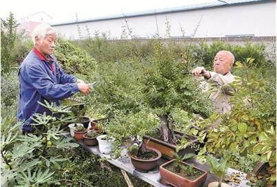 已经是最后一页了 老人们合租荒地一块 打造盆景乐园