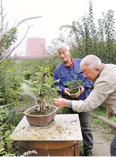 已经是最后一页了 老人们合租荒地一块 打造盆景乐园