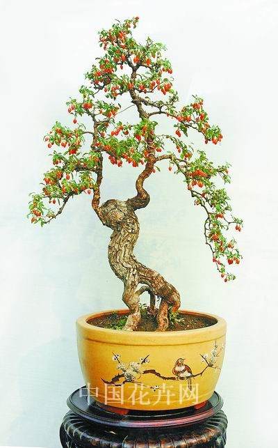 养花人故事 老杨和他的屋顶盆景园