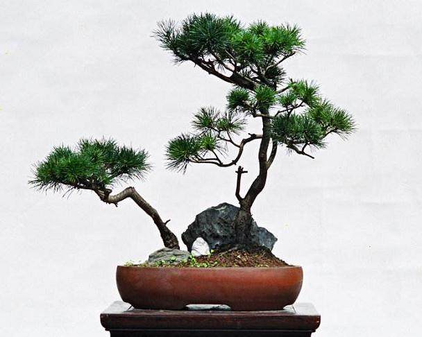 清除屋顶蔬菜盆景，物业要用汽油？回应：这是道听途说