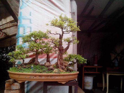 &ldquo;盆景大讲堂&rdquo; 结束第三讲