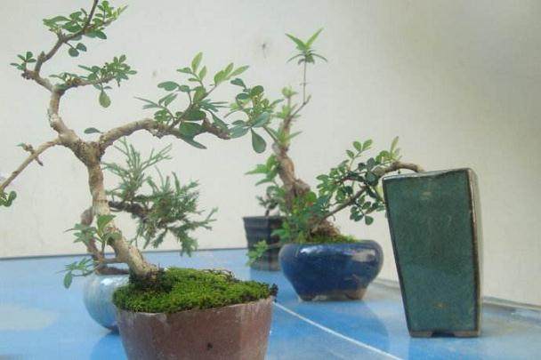 二十年培育修剪&ldquo;木桩子&rdquo;变身天价盆景