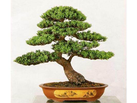 1万元买的罗汉松盆景如今估价5000万