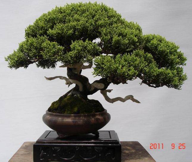 赏花灯猜字谜买盆景看大戏