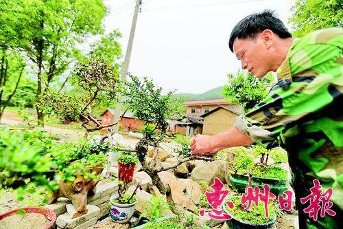 张文新视盆景为自己的孩子般。 本报记者魏云鹤 摄