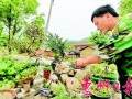 村民自学种盆景 农院变身盆景园