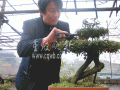 自学做盆景五旬汉想找真爱(图文)