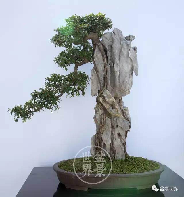 花博会盆景展暨百花村花卉节开幕
