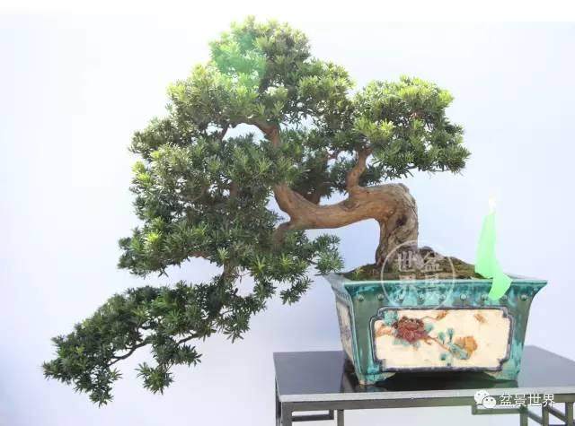 潮汕盆景博览会将在我市举行