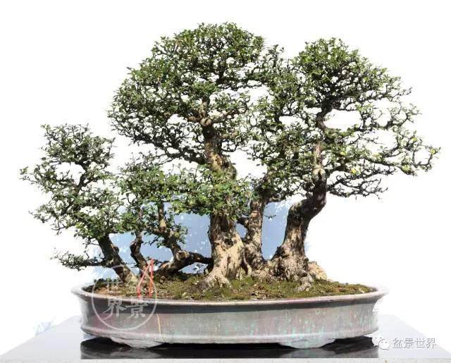 国际盆景赏石文化博览会开幕