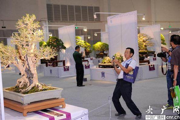 首届中国盆景国家大展在中山古镇开幕