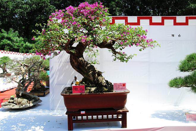 山东:第四届中国(滕州)国际奇石盆景博览会隆重开幕