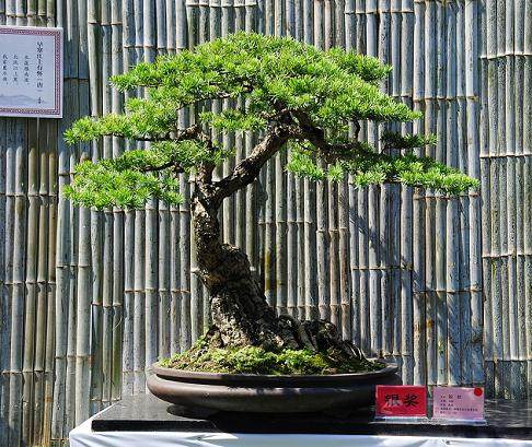 首届&ldquo;唐城杯&rdquo;汉江流域奇石根艺盆景博览会开展