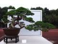 2014中国盆景收藏家藏品国家大展在余姚举行