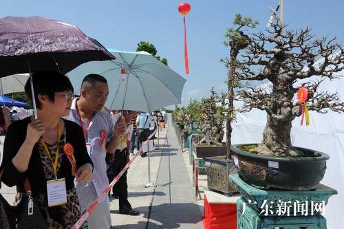 龙川县首届龙飞杯盆景雅石博览会揭幕