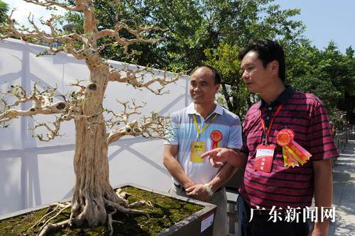 龙川县首届&ldquo;龙飞杯&rdquo;盆景雅石博览会揭幕