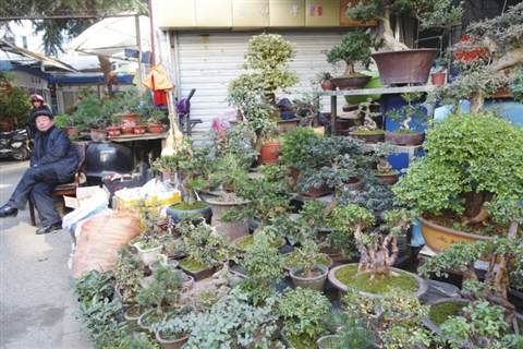 s_306173_182674.jpg 苏州:送礼的少了花市的景观盆栽卖不动了