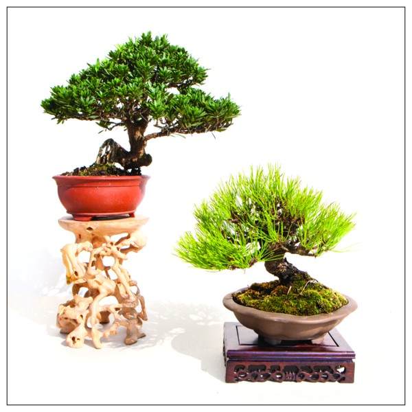 苏派盆景 用时间雕琢的艺术