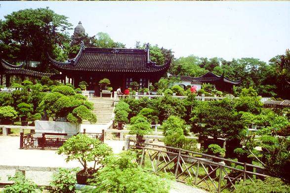 虎丘万景山庄等诸多盆景园里的一位不请自来的常客