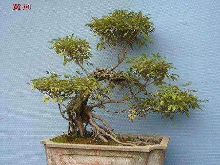 金弹子盆景俏销襄樊 最贵的卖5000元一盆(图)