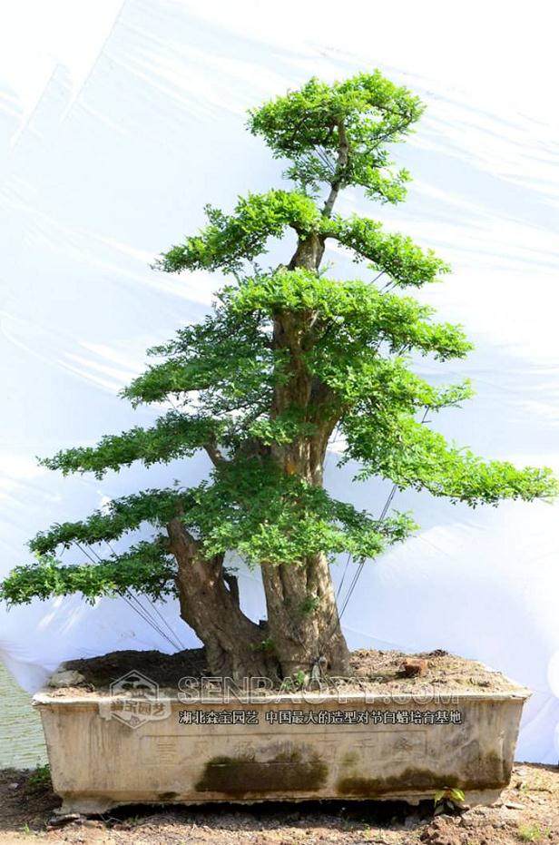 去炎帝陵看潇湘八景盆景 湖南4家景区承诺不涨价