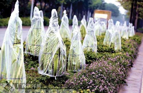 广西:花草绿树穿上“保暖衣” 花卉盆栽防寒有门路