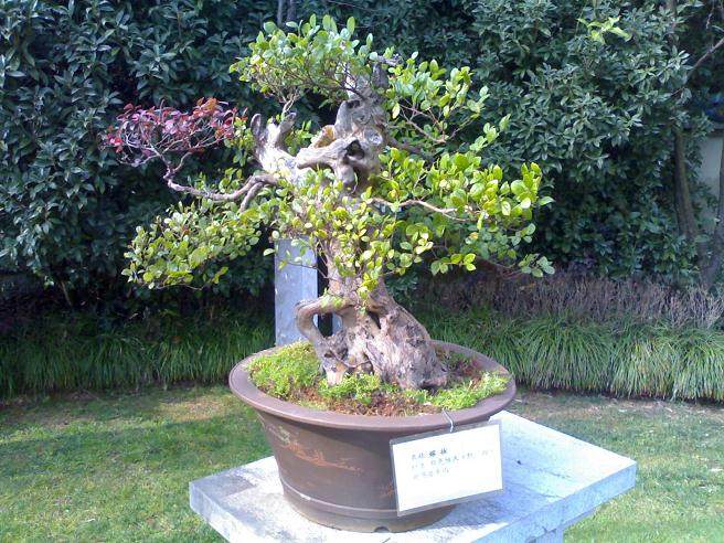 云南省蒙自市2015年施用腐植酸磷肥石榴盆栽初见效果