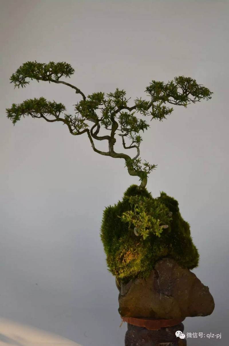 图解 挖材为什么不能成为盆景好素材