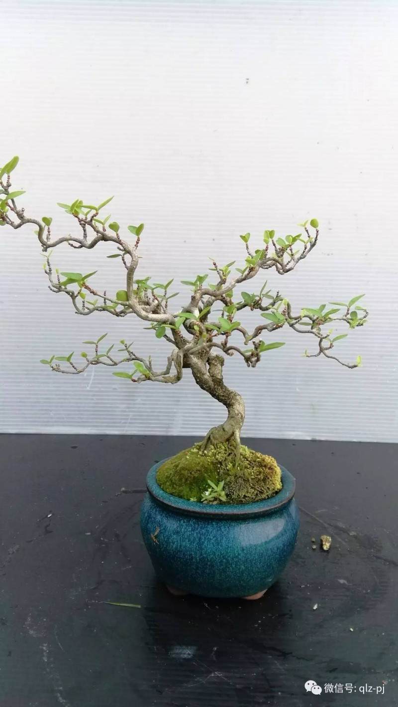 图解 挖材为什么不能成为盆景好素材