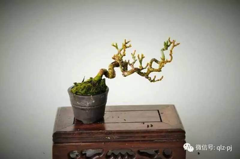 图解 挖材为什么不能成为盆景好素材