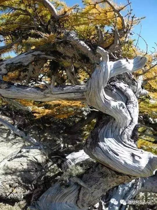 图解 挖材为什么不能成为盆景好素材