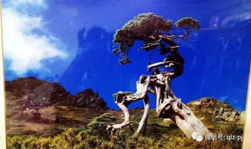 图解 挖材为什么不能成为盆景好素材