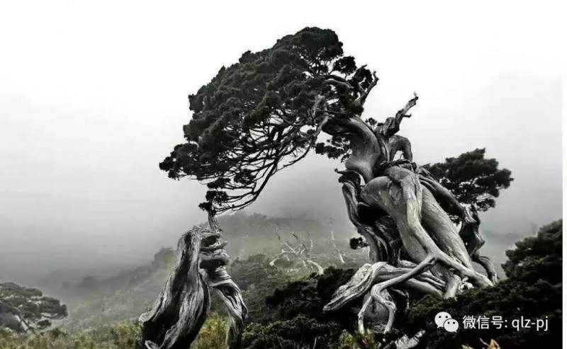 图解 挖材为什么不能成为盆景好素材