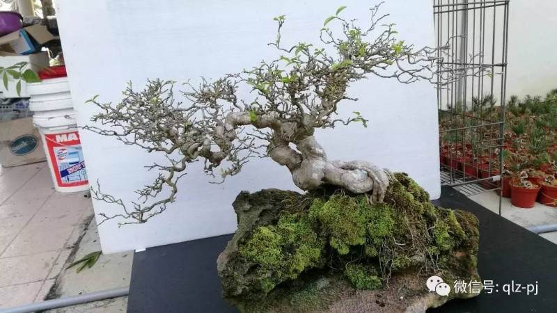 图解 挖材为什么不能成为盆景好素材