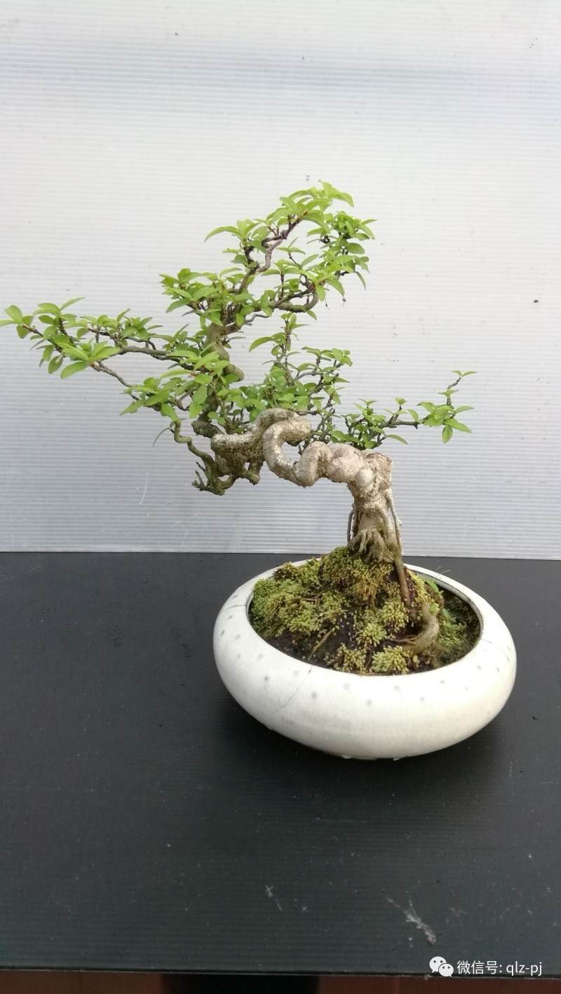 图解 挖材为什么不能成为盆景好素材