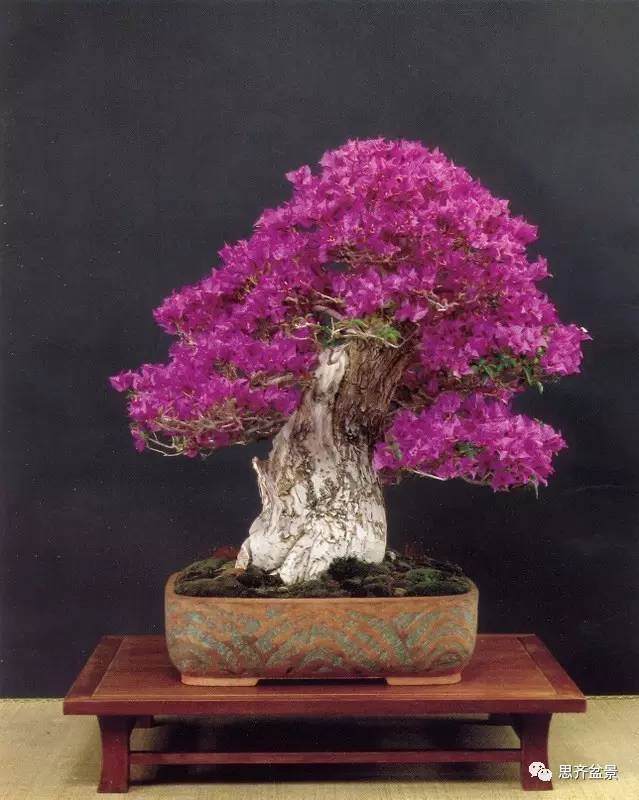 怎样使三角梅盆景花开满树?