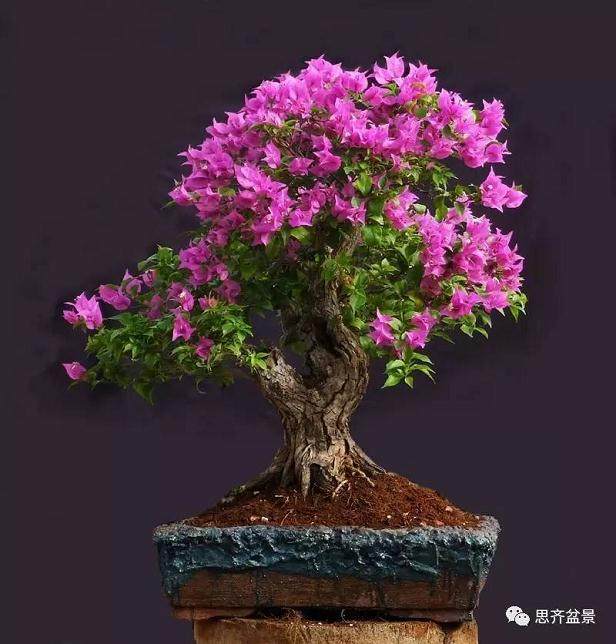 怎样使三角梅盆景花开满树