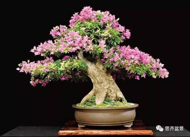 怎样使三角梅盆景花开满树