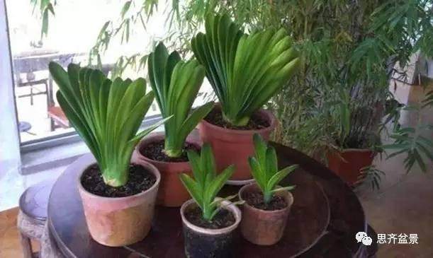 养君子兰多开花的4个关键点