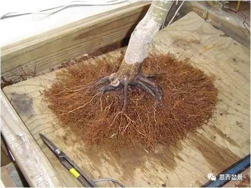 图解 红枫盆景根盘洗根后怎样换盆