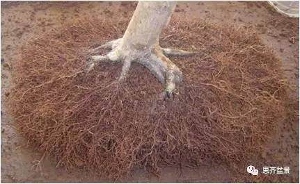 图解 红枫盆景根盘洗根后怎样换盆