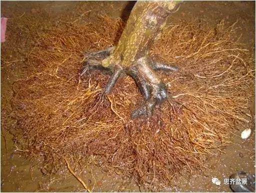 图解 红枫盆景根盘洗根后怎样换盆